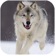 WolfDogSimulator狼狗模拟器 WolfDogSimulator狼狗模拟器