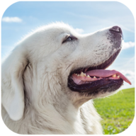 塔特拉牧羊犬模拟器最新中文版 v1.1.6 塔特拉牧羊犬模拟器最新中文版 v1.1.6